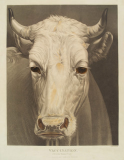 A cow named "Vaccination", 1810. Creator: Matthew Dubourg.