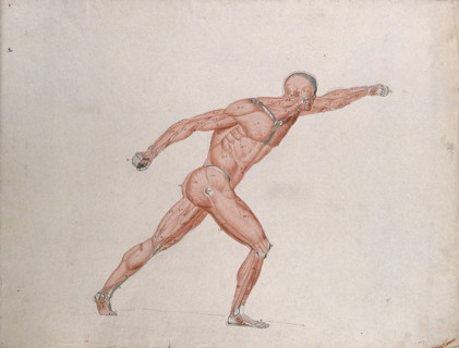 Skeletal and myologic structure of the 'Borghese Gladiator' statue: the figure is..., (1833?). Creator: Johann Conrad Zeller.