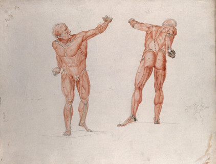 Skeletal and myologic structure of the 'Borghese Gladiator' statue: two figures..., (1833?). Creator: Johann Conrad Zeller.