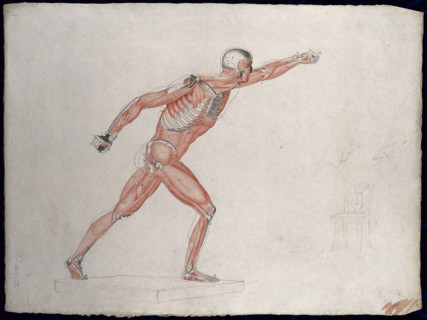 Skeletal and myologic structure of the 'Borghese Gladiator' statue: the figure is..., (1833?). Creator: Johann Conrad Zeller.
