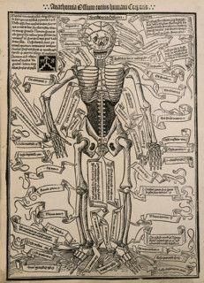 A skeleton, seen from the front, with labels giving the latin names of the bones, 1501 (20th cent). Creator: Unknown.