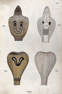 Two poisonous snakes (Indian cobras): four figures showing the snakes' hoods, seen from..., 1795. Creator: Patrick Russell.