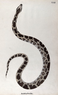A snake, pale buff in colour, with dark brown patches edged in white and a white underbelly, 1795. Creator: Patrick Russell.