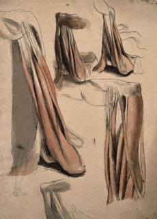 The muscles and tendons of the leg and the arm (?), 1815. Creator: Charles Landseer.