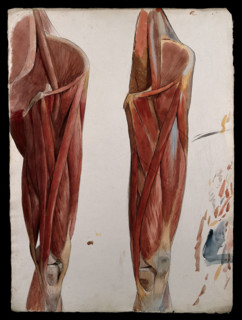 Two dissections showing the muscles of the thigh, hip, pelvis and knee, (1833?). Creator: Johann Conrad Zeller.