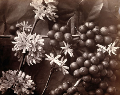 The blossom and fruit of a coffee tree (Coffea arabica), c1860s. Creator: Unknown.