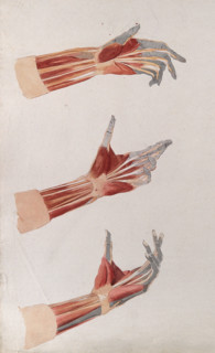 Three dissections of the left hand and wrist, showing the muscles and tendons, (1833?). Creator: Johann Conrad Zeller.