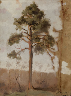 Pines at Polaga, between 1906-1910. Creator: Leon Wyczolkowski.