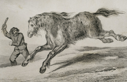 Siberian horse with winter coat, 1839. Creator: Augustin François Lemaitre.