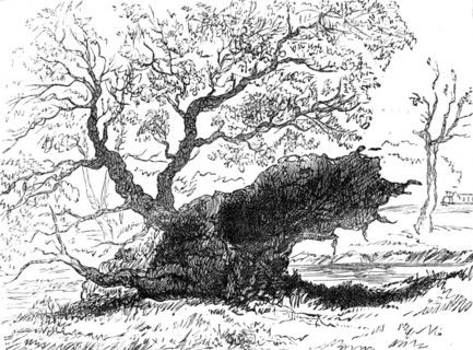 The Great Storm of Wind on Friday week: tree blown down in the playing-fields, Eton, 1881. Creator: Unknown.