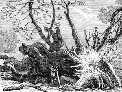 The Great Storm of Wind on Friday week: old chestnut in Greenwich Park, blown down, 1881. Creator: Unknown.