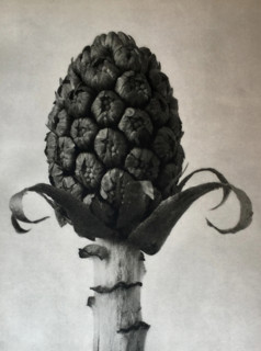 Petasites officinalis. From: Urformen der Kunst (Art Forms in Nature), 1928. Creator: Blossfeldt, Karl (1865-1932).