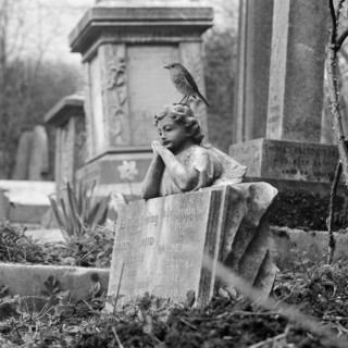 A robin perched on a grave, Highate Cemetery, Swains Lane, Camden, London, 1977-78.  Creator: John Gay.