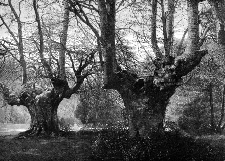 Dedication of Burnham Beeches to the public: spring-time at Burnham Beeches, 1883. Creator: Unknown.