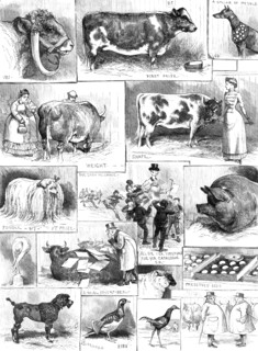 The Birmingham Cattle, Poultry, and Dog Show, 1883. Creator: Unknown.