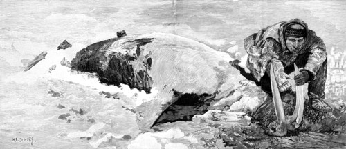 Dead whale on the coast of Bristol Bay, Alaska, 1890. Creator: H. F. Davey.
