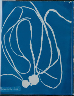 Himanthalia lorea, 1843 or 1844. Creator: Anna Atkins.