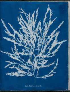 Odonthalia dentata, 1843 or 1844. Creator: Anna Atkins.