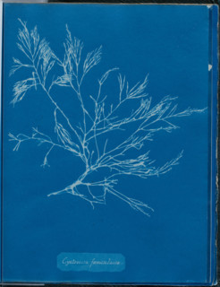 Cystoseira foeniculacea, 1843 or 1844. Creator: Anna Atkins.