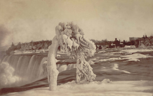 Frosted tree Luna Island. Creator: Unknown.