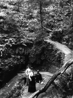 Rainforest location, possibly Mount Tamborine, c1900s. Creator: Robert Augustus Henry L'Estrange.