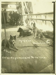 Terra Nova, Antartic Expedition, c1913. Creator: Unknown.
