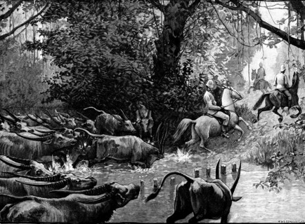 Sketches in Formosa: pursued by water-buffaloes, 1890. Creator: H. Werdmüller.