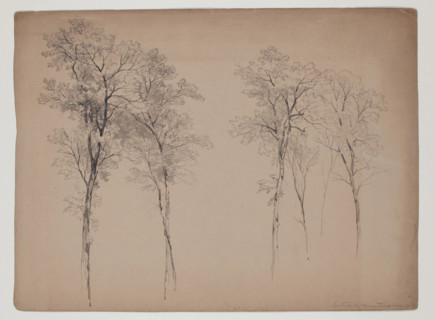 Trees in the Catskill Mountains, June 14, 1856, 1856. Creator: John William Casilear.