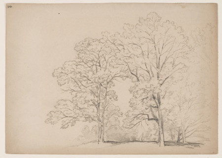 Grove of Trees, between 1831 and 1893. Creator: John William Casilear.
