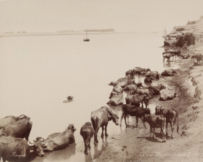 Water Buffalo in the Nile, 19th century. Creator: Zangaki.