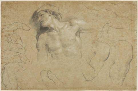 Studies of a Male Torso with Additional Studies of Hands, Shoulders, and a Leg, between 1650 & 1719. Creator: Carlo Cignani.