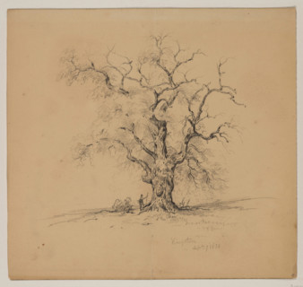 Oak Tree, Kingston, September 7th, 1838, 1838. Creator: John William Casilear.