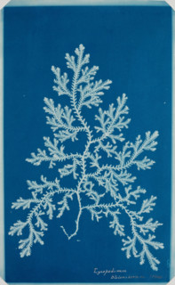 Fern from the "Hatton Album", between 1840 and 1859. Creator: Unknown.