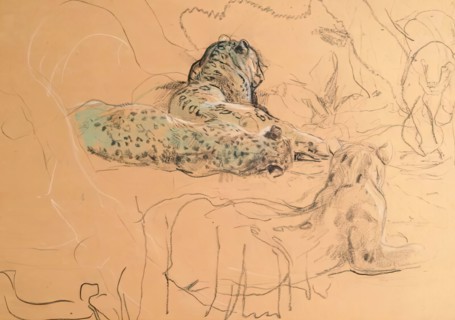 Leopard. Creator: John MacAllan Swan.