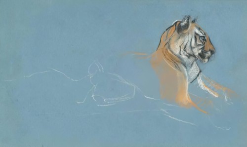 Head of a Tigress, c1900s. Creator: John MacAllan Swan.