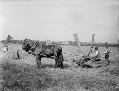 A self-raking, or sail reaper, 1900.  Creator: Henry Taunt.