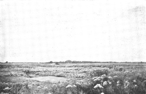 Pictures from the Royal Academy: Thistledown - D. Murray, A.R.A., 1895. Creator: George Meisenbach.
