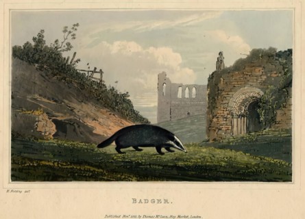 Badger, 1821. Creator: Newton Smith Limbird Fielding.