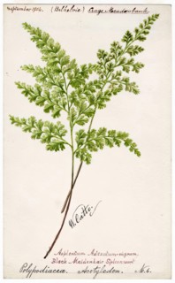 Black-Maidenhair Spleenwort (Polypodiacea Acotyledon No. 6), September 1904. Creator: William Catto.