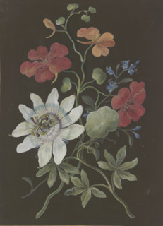 Arrangement of passionflower (Passiflora), red nasturtium (Tropaeplum), and forget-me-not... Creator: Barbara Regina Dietzsch circle.