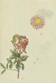 Firethorn and Chrysanthemum, 1817. Creator: Franz Theobald Horny.