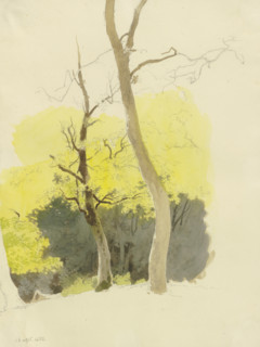 Pair of trees, a dense forest in the background, 1858. Creator: Carl Theodor Reiffenstein.