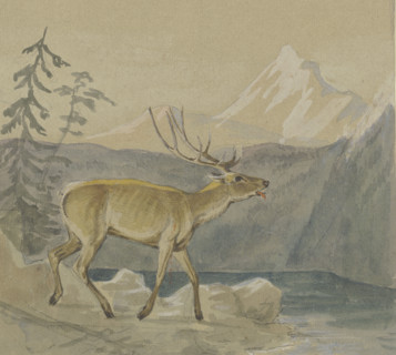 A wounded stag seeks refreshment at a mountain lake, mid-late 19th century. Creator: Johann Erdmann Gottlieb Prestel.