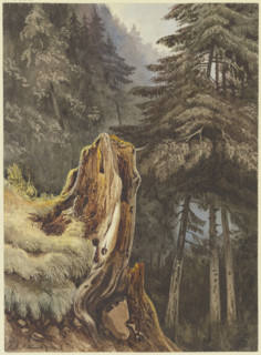 Tree stump on a slope covered with fir trees, 1833. Creator: Ludwig Daniel Philipp Schmidt.