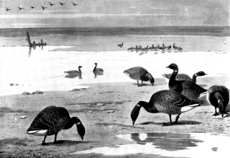 Brent Geese on the Coast, 1898. Creator: Unknown.