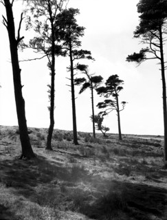 Hipswell Moor, North Riding, Yorkshire, c1955.  Creator: Arthur Charles Kirby Ware.