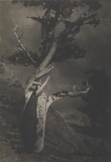The Dying Cedar, 1908. Creator: Brigman, Anne W. (1869-1950).