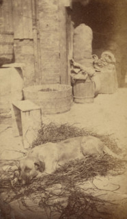 Portrait of a Dog, late 19th century. Creator: John Center.