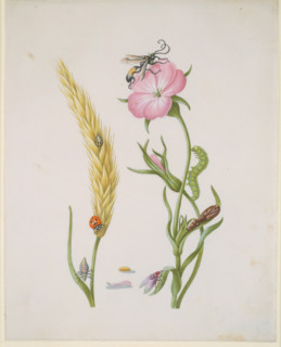 Ear of wheat and Corn Cockle with Metamorphoses of the Five-Spot Ladybird and Blowfly, after 1683.  Creator: Sybilla Merian.