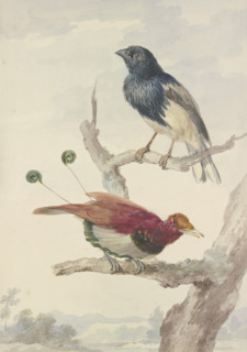 A bird of paradise and a raven, 18th century. Creator: Aert Schouman.